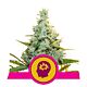 Royal Queen Seeds - Feminised - AMG