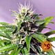Barney's Farm Seed Company - Automatic Feminised - Blueberry Cheese