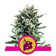 Royal Queen Seeds - Feminised - Blue Cheese