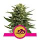 Royal Queen Seeds - Feminised - Blue Mystic