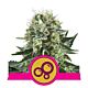 Royal Queen Seeds - Feminised - Bubble Kush