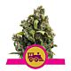 Royal Queen Seeds - Feminised - Candy Kush Express (Fast Flowering)