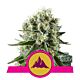 Royal Queen Seeds - Feminised - Critical Kush