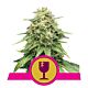 Royal Queen Seeds - Feminised - Critical