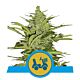 Royal Queen Seeds - CBD Feminised - Fast Eddy (Automatic)