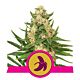 Royal Queen Seeds - Feminised - Fat Banana