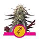 Royal Queen Seeds - Feminised - Green Crack Punch