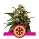 Royal Queen Seeds - Feminised - ICE