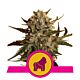Royal Queen Seeds - Feminised - Mother Gorilla (Formerly Royal Madre)