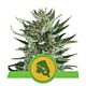 Royal Queen Seeds - Automatic Feminised - Royal Cheese