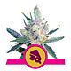 Royal Queen Seeds - Feminised - Royal Cheese (Fast Flowering)