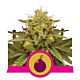 Royal Queen Seeds - Feminised - Royal Domina