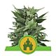 Royal Queen Seeds - Automatic Feminised - Royal Kush
