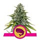 Royal Queen Seeds - Feminised - Royal Moby