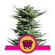 Royal Queen Seeds - Feminised - Shining Silver Haze