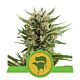 Royal Queen Seeds - Automatic Feminised - Sweet Skunk