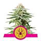 Royal Queen Seeds - Feminised - White Widow