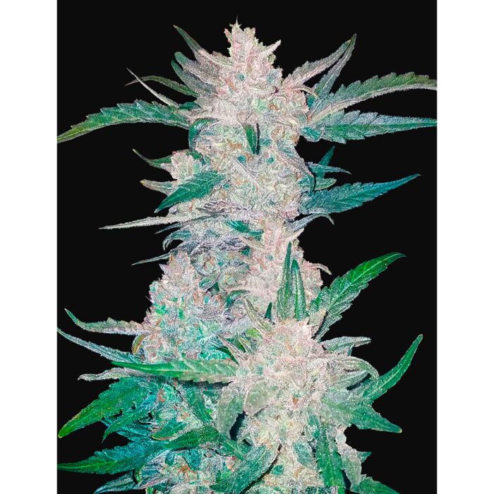 Fast Buds - Autoflowering Feminised - Mexican Airlines, Cannabis Seeds